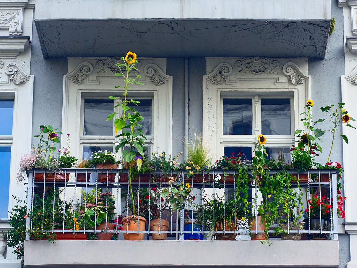 Sonnenblumen auf dem Balkon © justhavealook / iStock GettyImages Sonnenblumen auf dem Balkon © justhavealook / iStock GettyImages