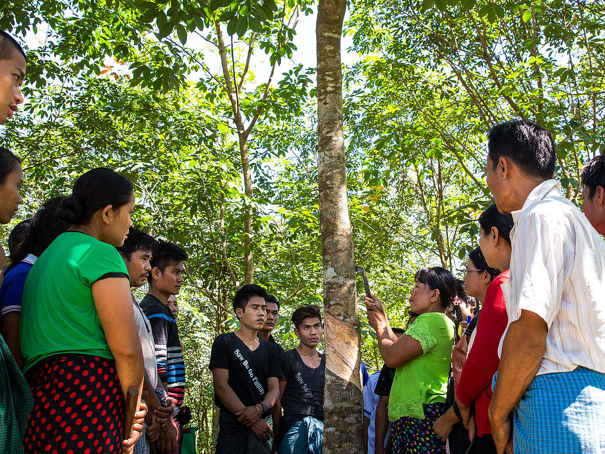 Workshop zur Kautschuk-Gewinnung © Hkun Lat / WWF Myanmar Workshop zur Kautschuk-Gewinnung © Hkun Lat / WWF Myanmar