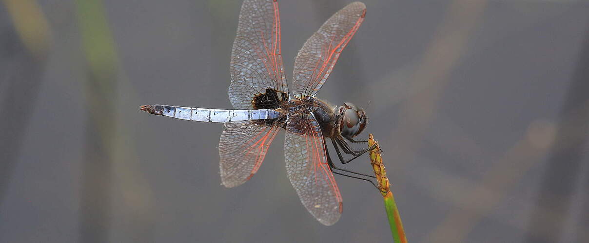 Urothemis veneta in Gabun © Jens Kipping