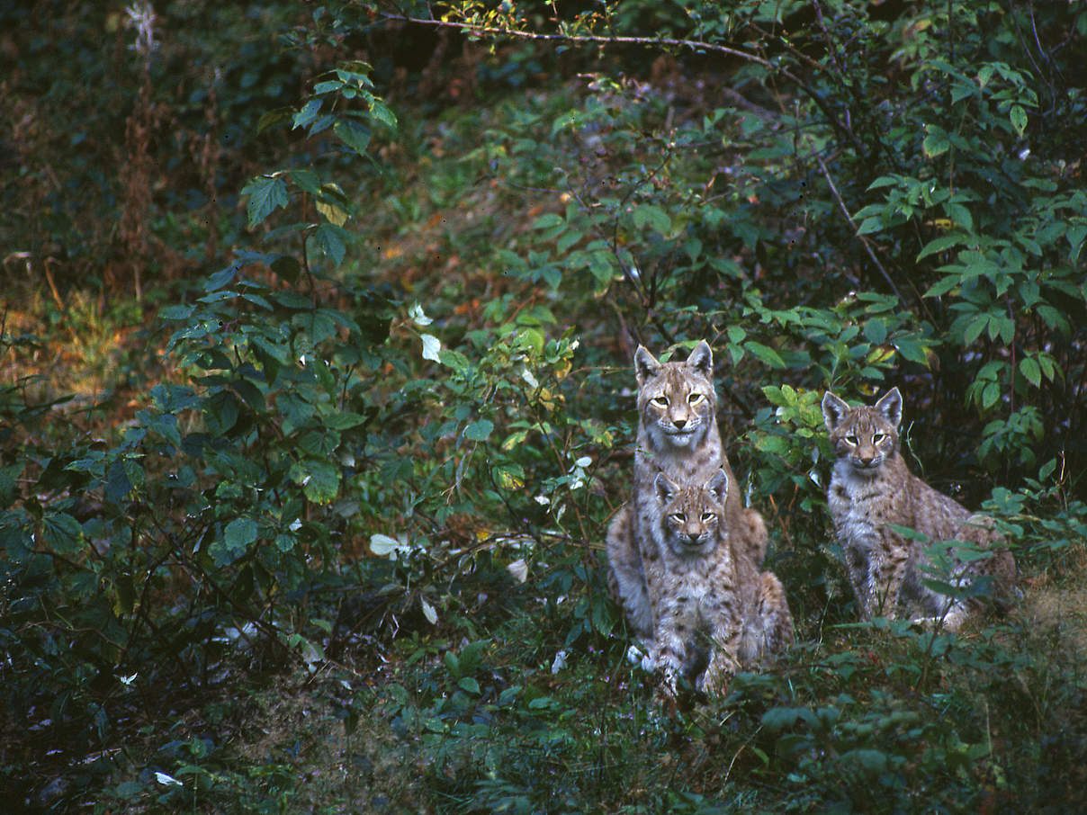 Europäischer Luchs im Nationalpark Bayerischer Wald © Fritz Pölking / WWF Europäischer Luchs im Nationalpark Bayerischer Wald © Fritz Pölking / WWF