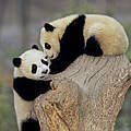 Pandas © Roberto Dani