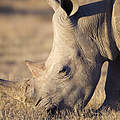 Grasendes Breitmaulnashorn © Martin Harvey / WWF