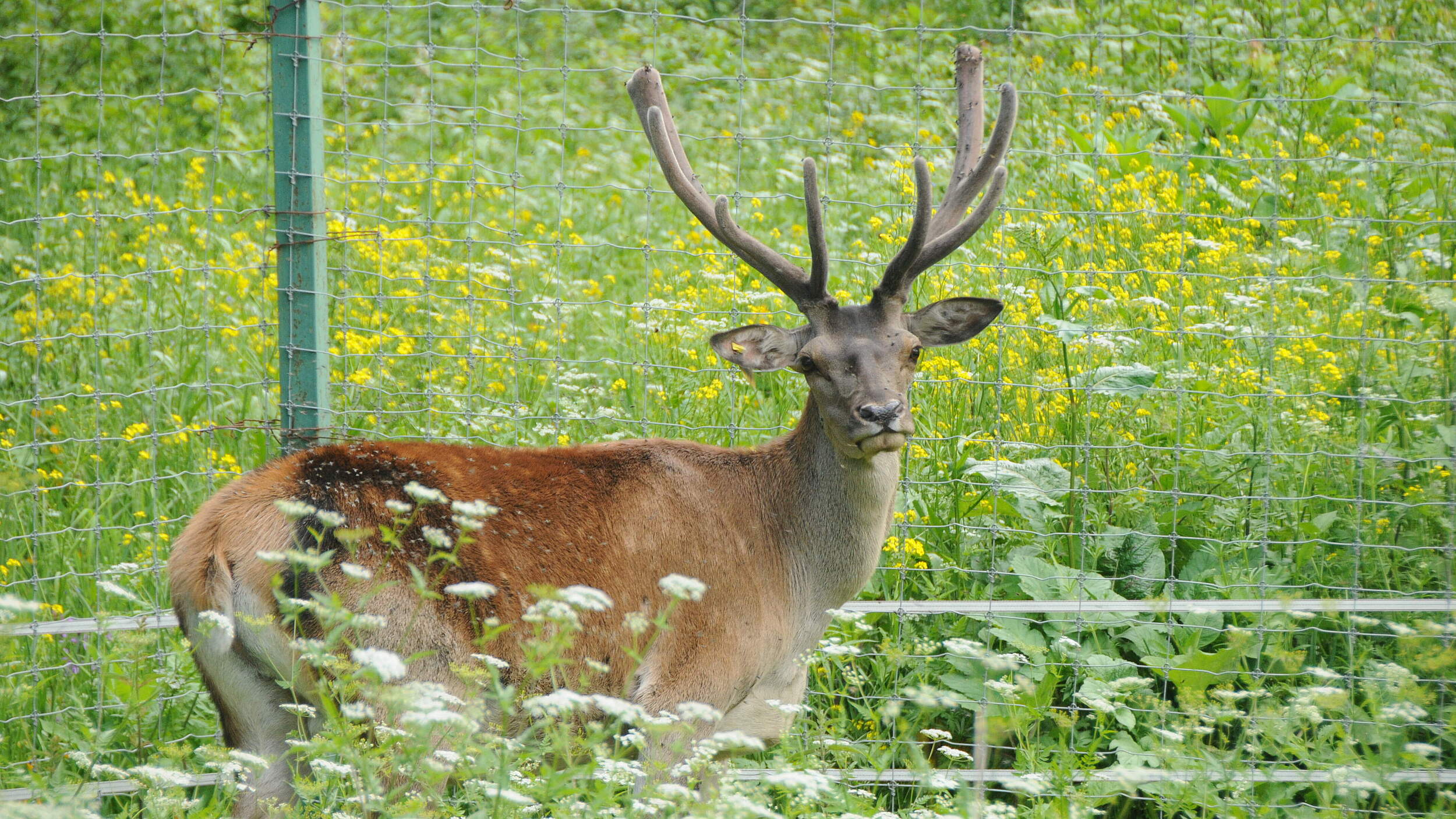 Maral-Hirsch im Wiederansiedlungszentrum im Diljan Nationalpark © Aurel Heidelberg / WWF 