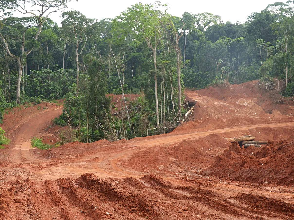 Waldzerstörung durch ein chinesisches Holzfällerunternehmen nahe Souanke, Republik Kongo © Jaap van der Waarde / WWF Niederlande