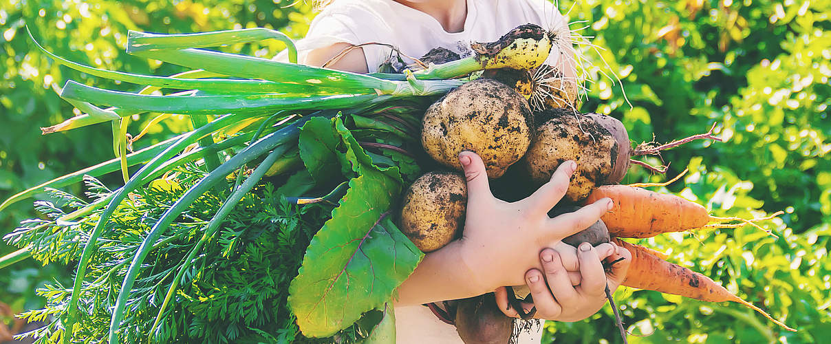 Gartenernte @ Yana Tatevosian / iStock / Getty Images