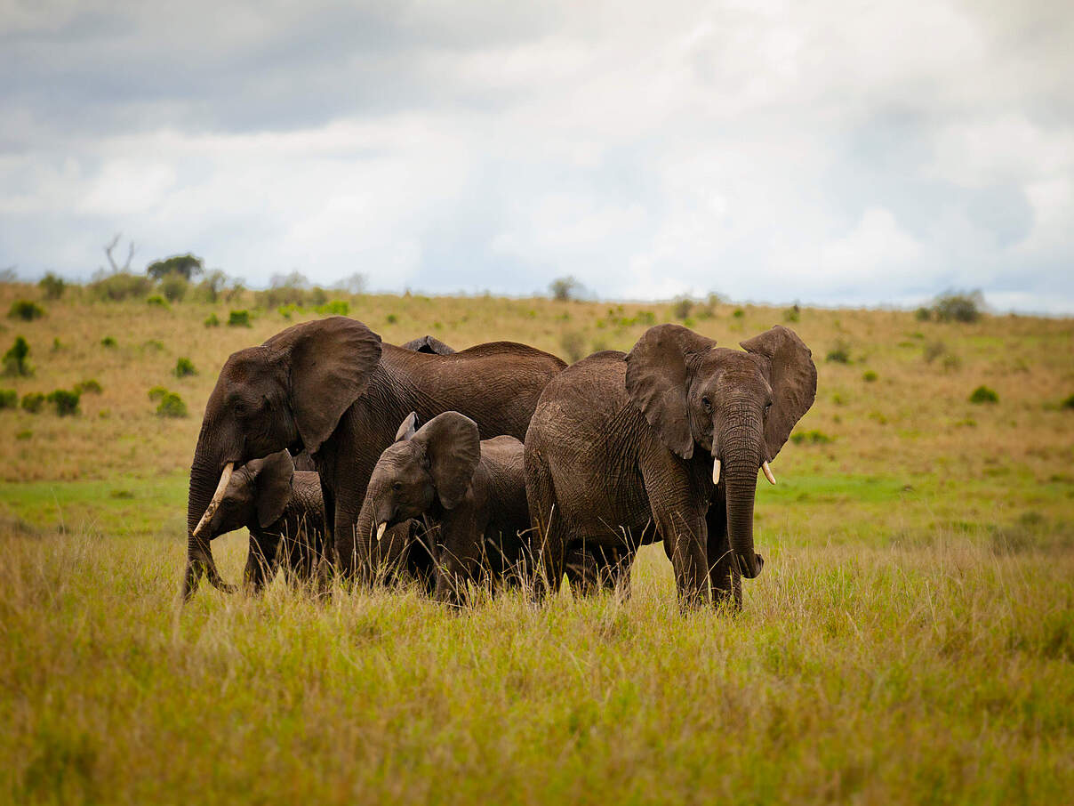 Afrikanische Elefanten in der Masai Mara © Greg Armfield / WWF-UK 
