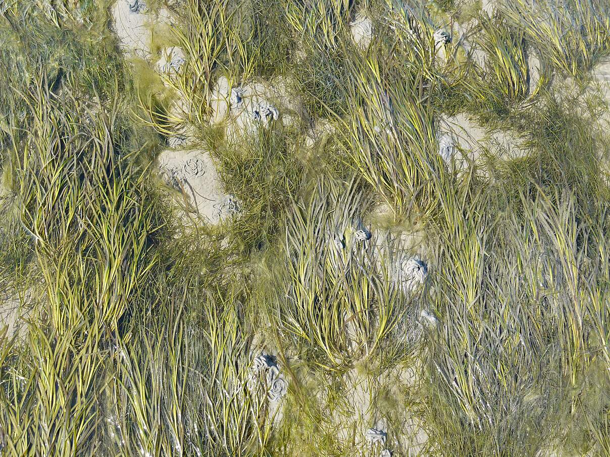 Seegraswiese im trockenfallenden Wattenmeer © Hans-Ulrich Rösner Seegraswiese im trockenfallenden Wattenmeer © Hans-Ulrich Rösner