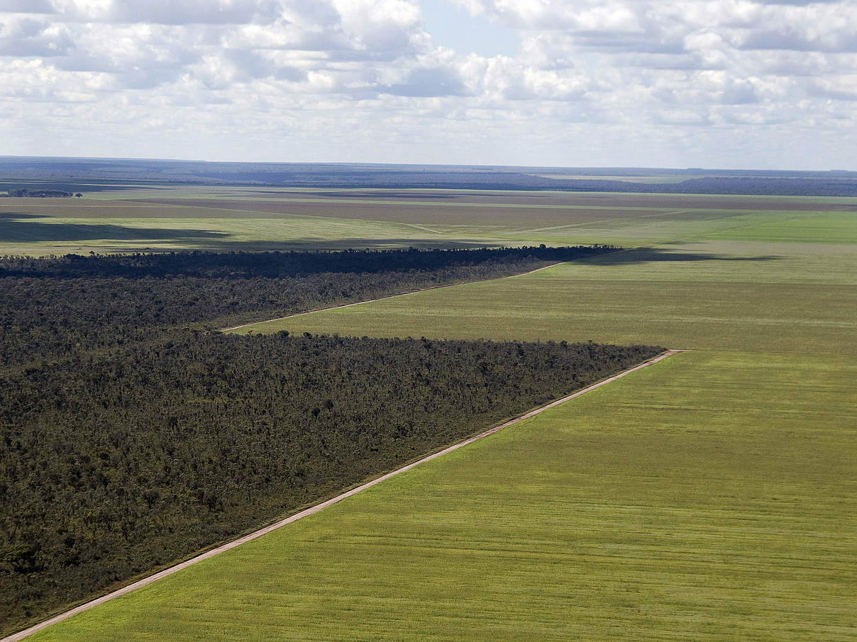 Luftbild auf ein direkt an natürliche Landschaft grenzendes Sojafeld © Adriano Gambarini / WWF-Brazil Luftbild auf ein direkt an natürliche Landschaft grenzendes Sojafeld © Adriano Gambarini / WWF-Brazil