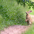 Kaninchen im Gras © Wisan Numkarng/Getty Images