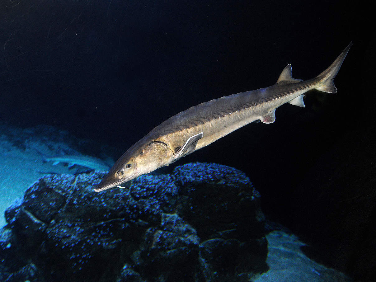 Europäischer Stör. Aufnahme aus einem Zoo-Aquarium © Diergaarde Blijdorp / WWF-Netherlands